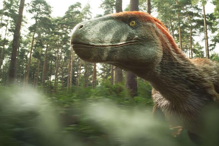 What would make a Utahraptor so much larger than other raptor species?
