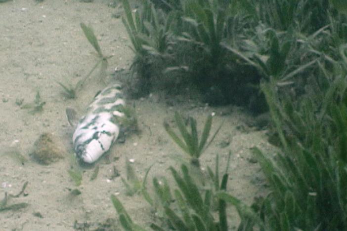 Cichlids that have learned to play dead to catch their own dinner! 