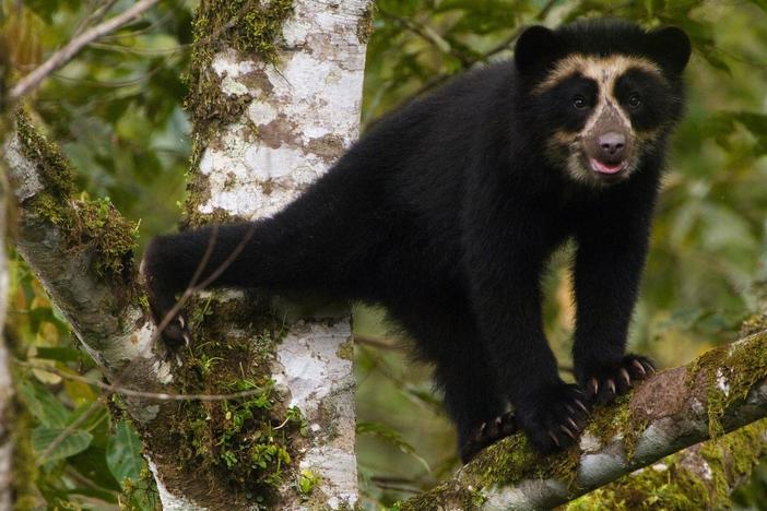 Just like the fictional character, this spectacled bear has a sweet tooth.