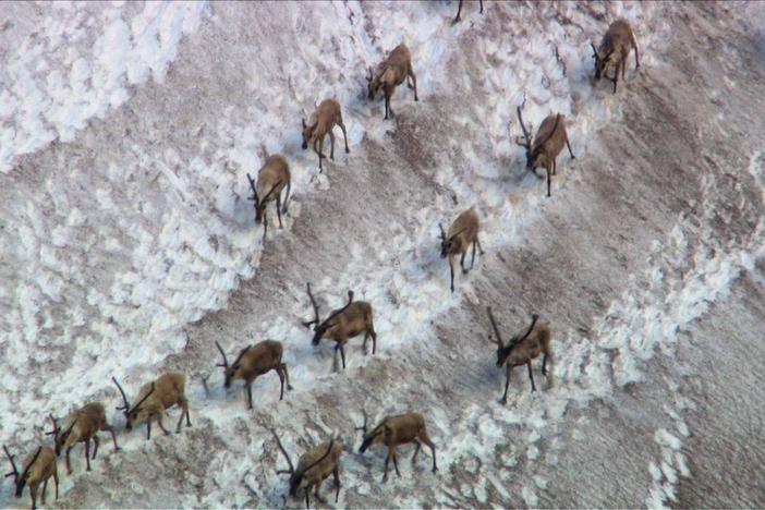 Huge herds of caribou play an integral role in shaping  the Arctic landscape.