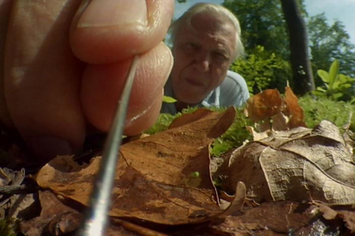 Revisit key places and events in Sir David Attenborough’s wildlife filmmaking career. 