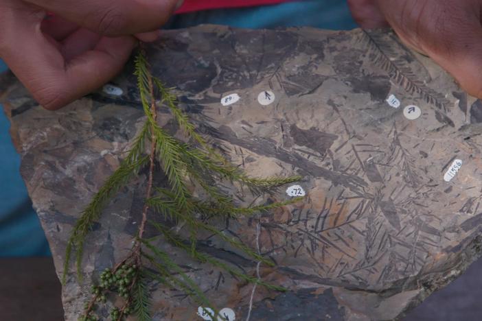Learn more about a lush forest that once dominated the Arctic.