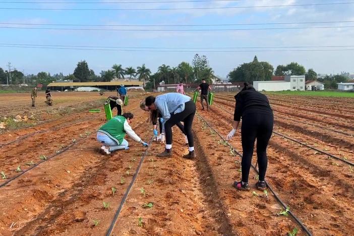 Israelis volunteer on farms to save agricultural supply after migrant workers flee war