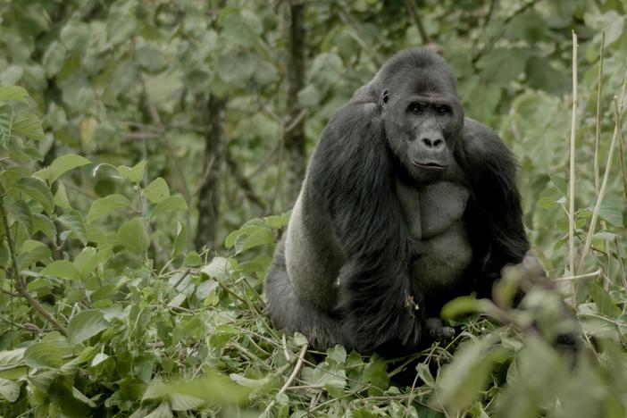 In Congo, filmmaker Vianet Djenguet comes face to face with the forest’s largest gorilla.