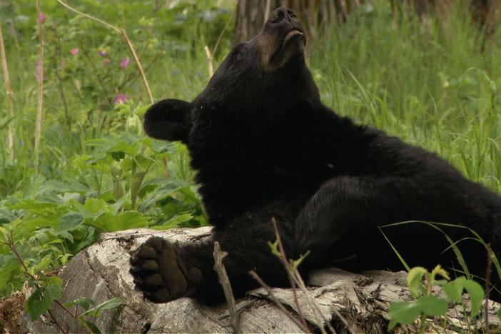 Ecologist Chris Morgan spends time with a black bear family living in Anchorage.