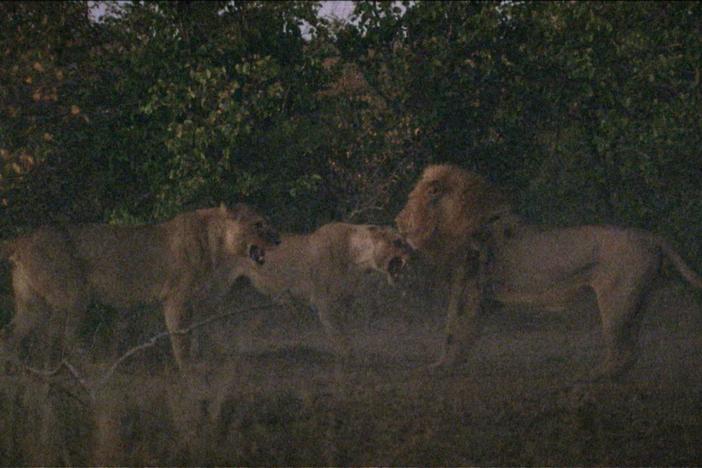 Two lionesses attack an unfamiliar and aggressive male who approaches the pride.
