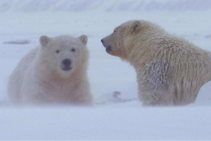 When the ocean freezes over, polar bears head out on the pack ice to hunt.