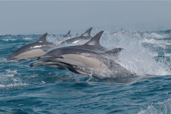 The story of South Africa’s sardine run is brought vividly to life on camera.