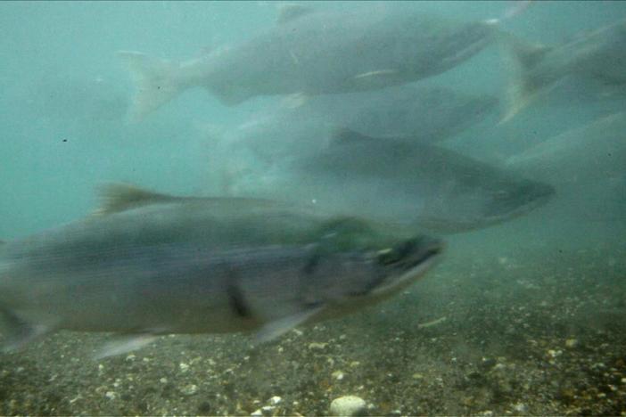 After living in the ocean, Pacific salmon return to the rivers to spawn.