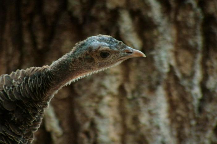 A look at the knowledge wild turkeys have about the world around them.  