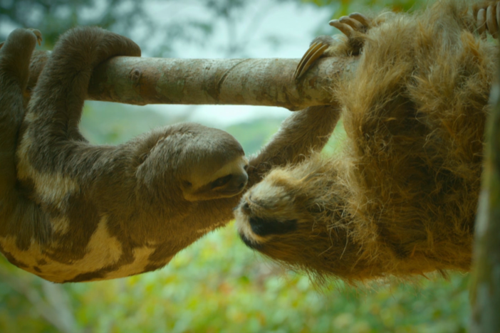 A passing female sloth shows interest in spy sloth.