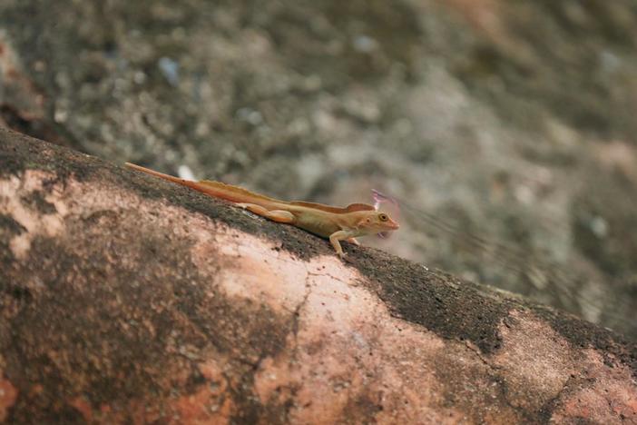 Meet Kristin Winchell, the urban evolution guru who's unraveling the secrets of anoles.
