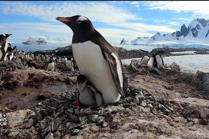 Antarctic penguins have existed for 60 million years. Can they survive climate change?