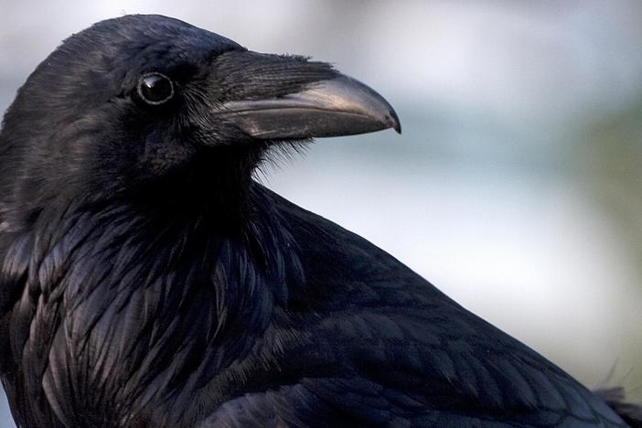 Birds that craft tools and pick locks are rewriting the rules of animal intelligence.