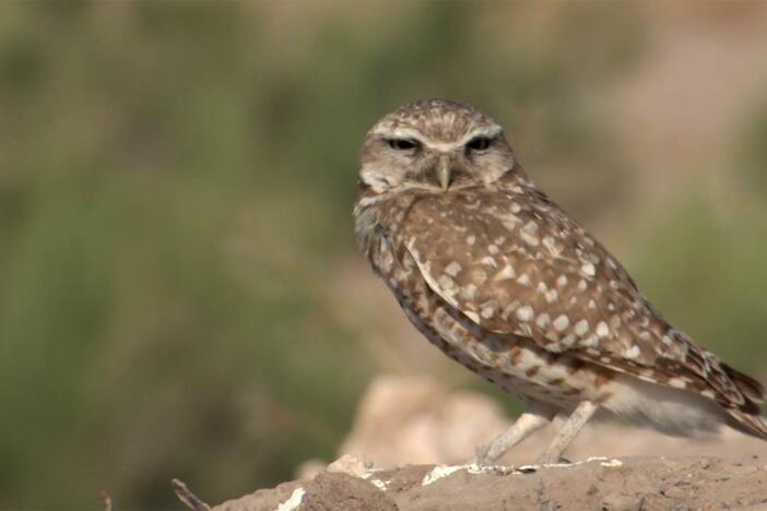 The Kratts introduce us to the burrowing owl – a small owl that lives underground!