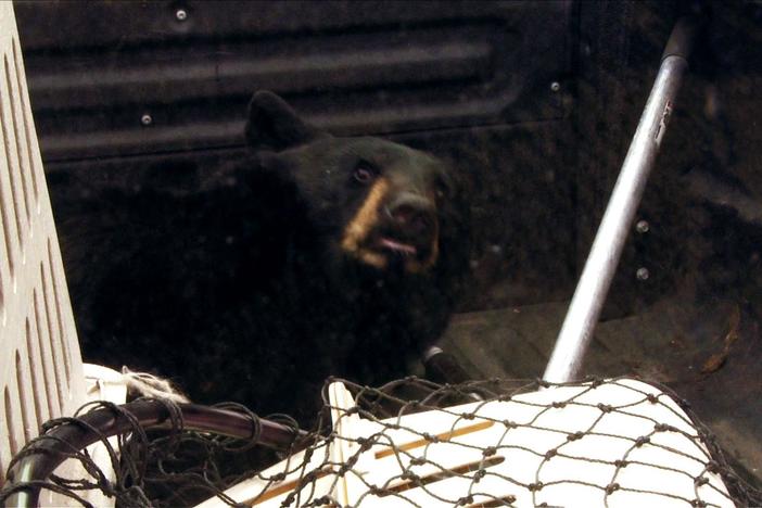 A bear is moved from the streets of Anchorage to more bear-friendly surroundings.
