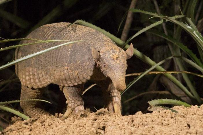 The giant armadillo digs one of the hottest plots of real estate in the tropical Pantanal.
