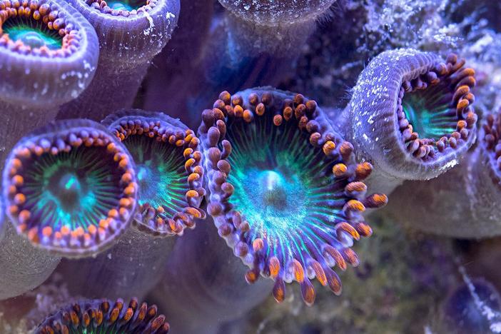 Scientists race to help corals adapt to warming oceans through assisted evolution.