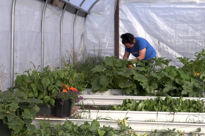 Pandemic pauses the growing season for this Arctic gardening guru