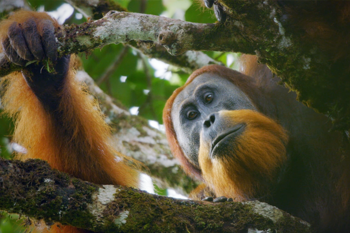 Watch the first moving images of a Tapanuli orangutan mother and her infant.