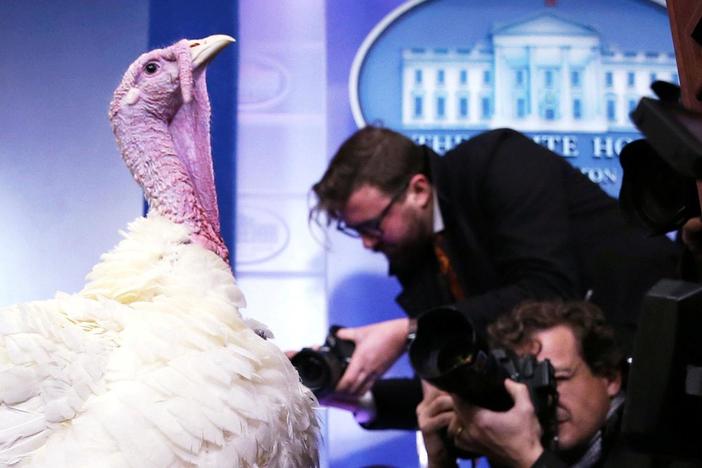 The surprising history behind the Thanksgiving turkey pardon