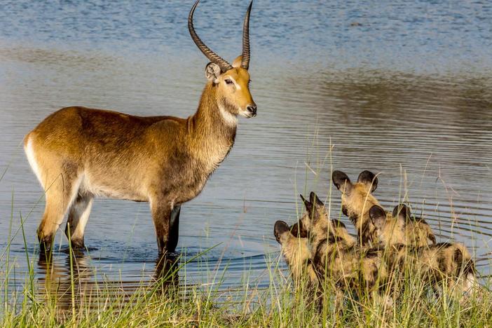 Watch a standoff between a one-of-a-kind antelope, wild dogs, and hippos.