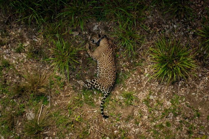 Changing Planet revisits the team collecting vital data to protect Brazil's top predator.