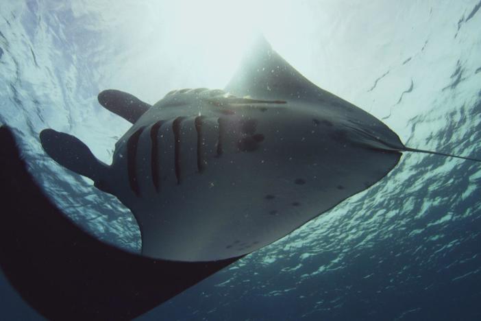 Manta rays feed nearly constantly on prey so minute it is just a haze in the water.