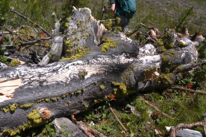 In the high country, it's an uphill battle to save the imperiled white bark pine.
