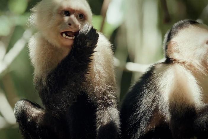 Ecotourism guide Diego Arauz Chaves leads filmmakers into the mangroves to Capuchins.