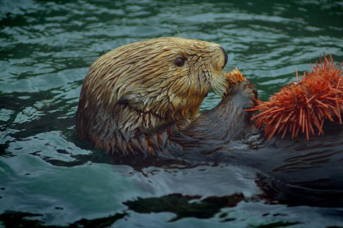 Jim Estes tries to figure out what caused the collapse of a once-thriving kelp forest.