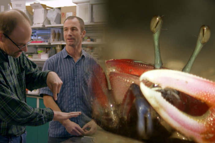 Fiddler crabs' large claws look intimidating, but is deadly combat their main purpose?