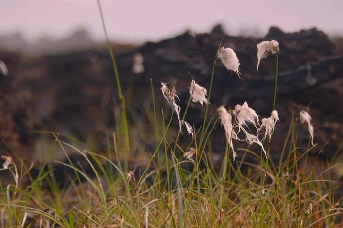 By studying bogs, scientists can uncover thousands of years of Earth’s history.