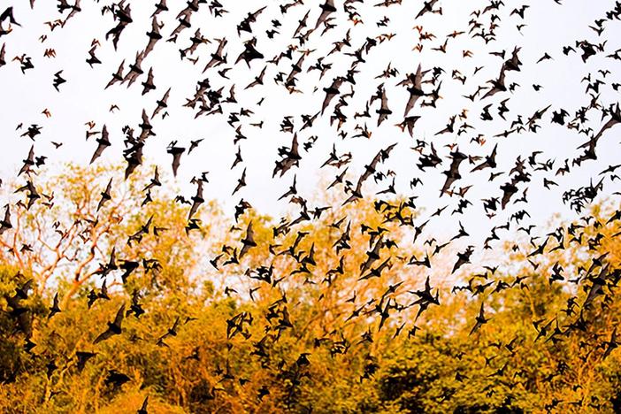 Deep in the Yucatan, there’s a cave known as the bat volcano. Every evening, it erupts.