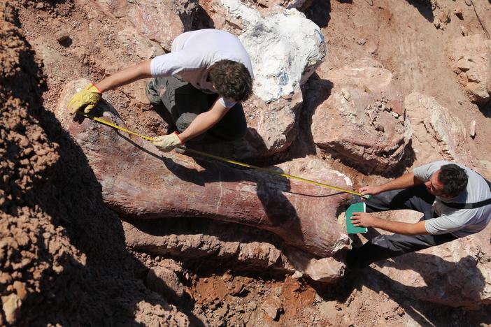 A giant is being awakened after 101 million years of sleep. 