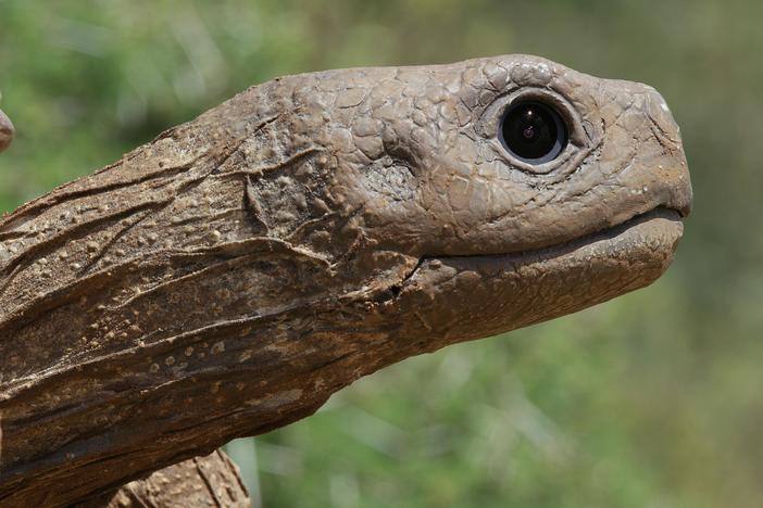 50 animatronic "spy cameras" disguised as animals secretly record animal behavior.