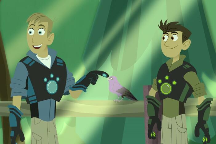 While the purple martin flies, the Wild Kratts analyze the dynamics of flight.