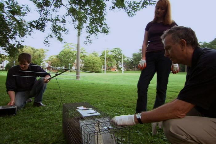 Scientists are using modern technology to gain a deeper understanding of raccoon behavior.