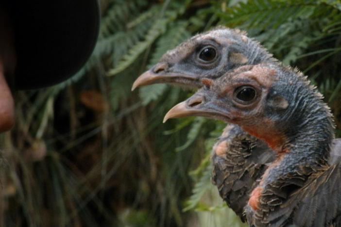 An overview of how wild turkeys communicate.  