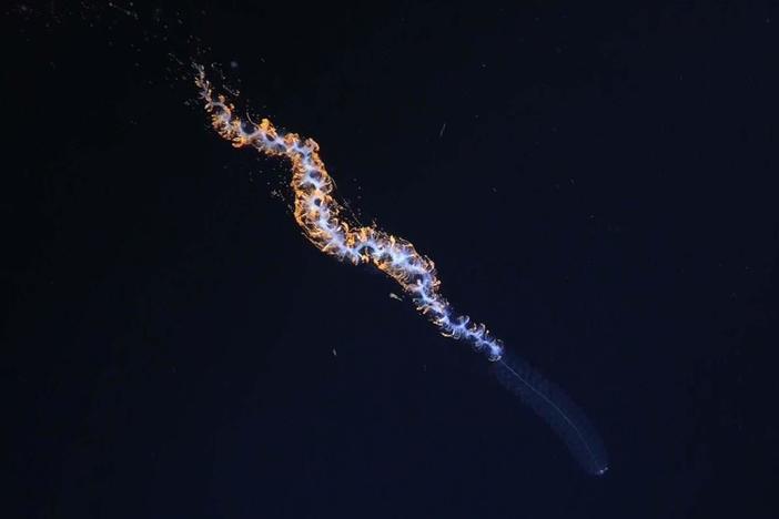 A glimpse at some of the 100 new deep sea species discovered off the coast of Chile