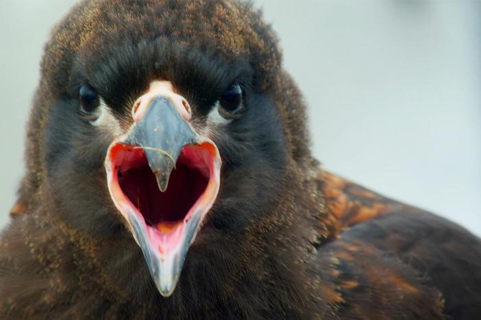 Young caracaras stick together and join gangs for the first years of their lives.