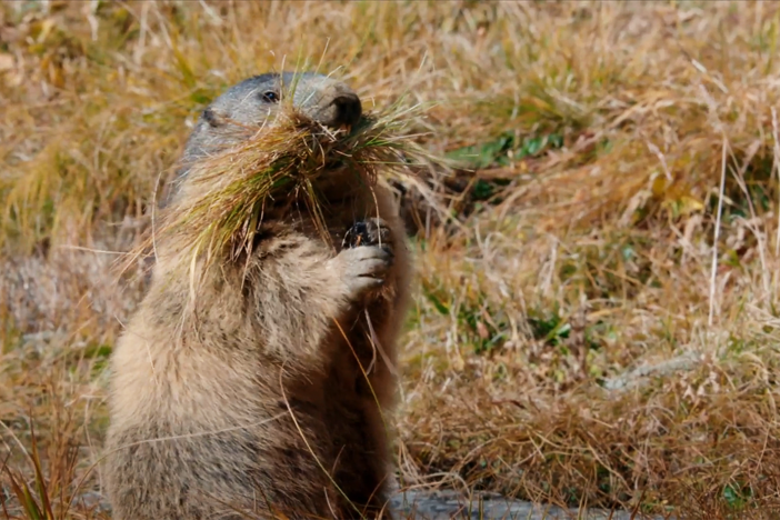 A family of marmots prepares for their upcoming hibernation in a den 6 feet underground.