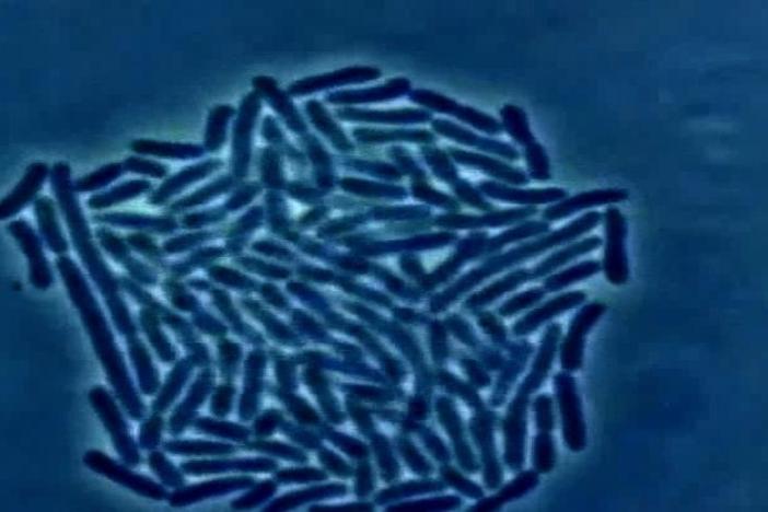 FRONTLINE explores the growing crisis of antibiotic resistance.