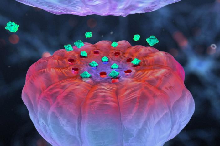 How opioids mimic the body's natural pain relievers and sometimes induce euphoria.