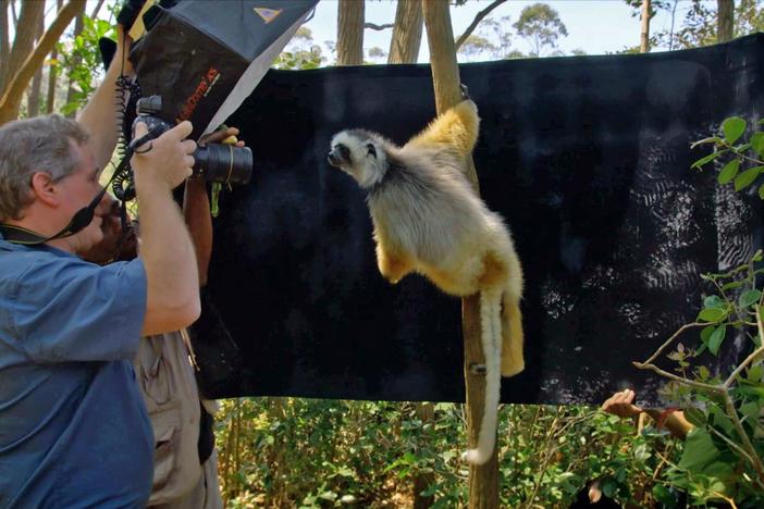 Joel tries to photograph a diademed sifaka in the wild.