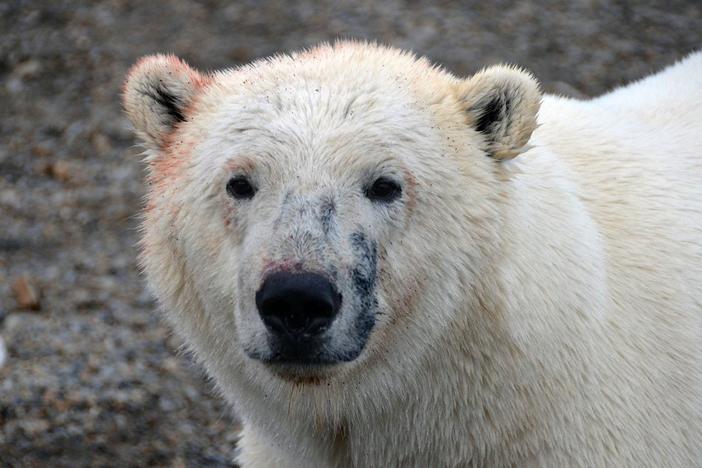The normally solitary bears must navigate a complex social scene as they gather to feed.