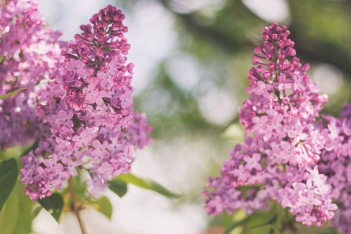Track a Lilac near you and report whether you see leaves or flowers growing on the plant.