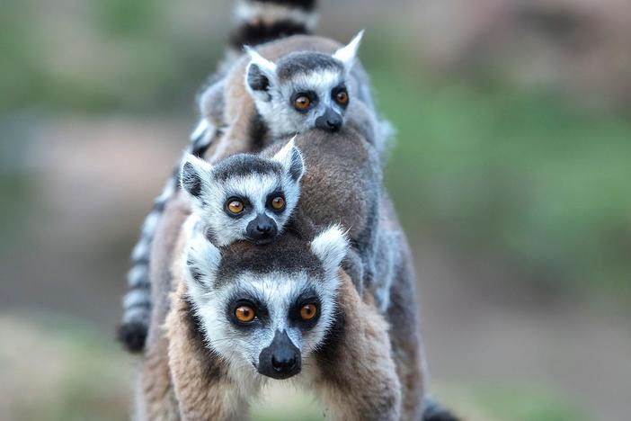 In the spiny forests of Madagascar, ring-tail lemur troops search for food.