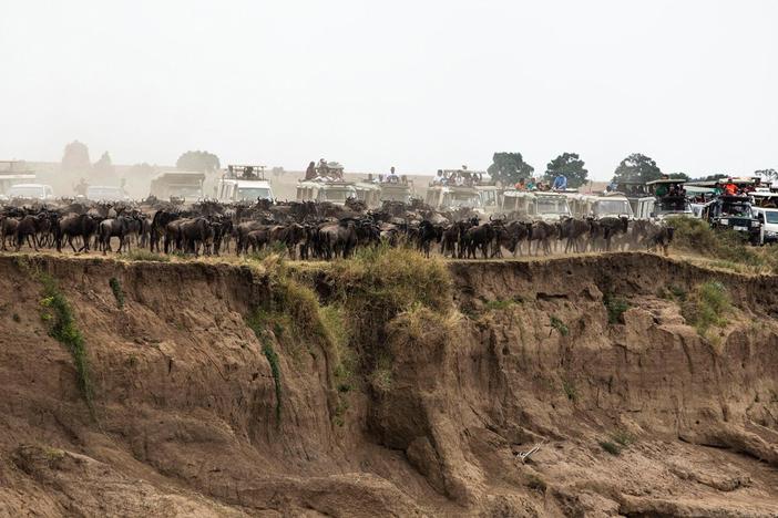 The wildebeest migration across the river has become a premier attraction in Kenya.