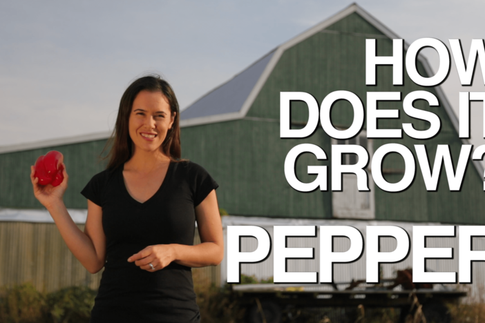 Ever wondered why red peppers are more expensive than green peppers?